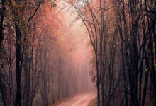 里昂客场不敌雷恩，遭遇淘汰